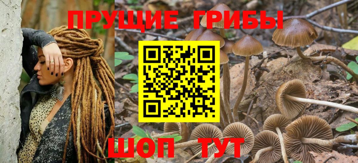 купить закладку  Вход с VPN  Урюпинск  Псилоцибиновые грибы мицелий 